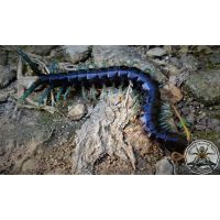 Ethmostigmus sp blue Borneo WC adult 16-22cm 